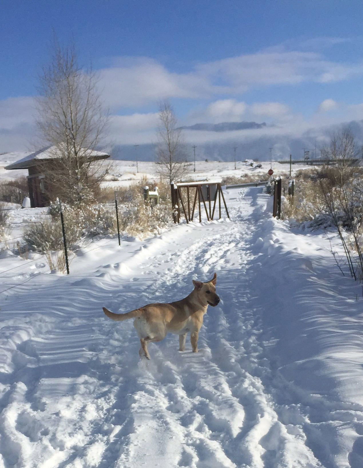 A walk in winter